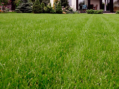 Lawn care and lawn maintenance service