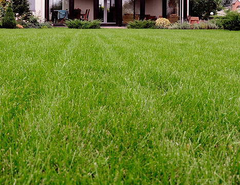 Lawn Strip