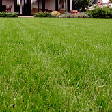 Lawn Strip