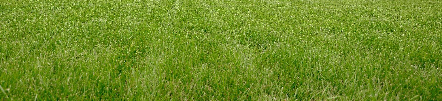 Lawn Strip