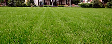 Lawn Strip