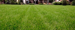 Lawn Strip