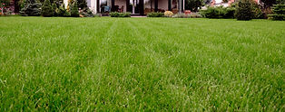 Lawn Strip