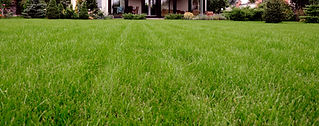 Green Lawn View