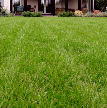 Cuidados com o gramado em época no inverno