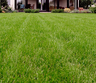 Healthy Lawn