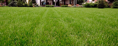Lawn Strip