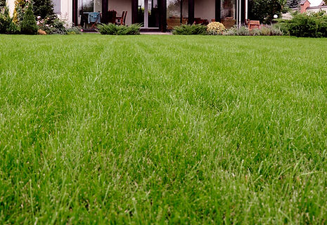 Blick auf den grünen Rasen