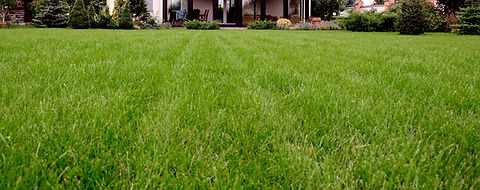 Lawn Strip
