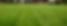 Green grass