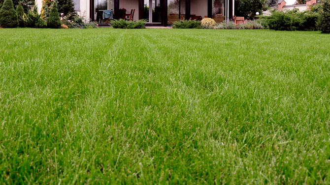 Beautiful, Green Grass!