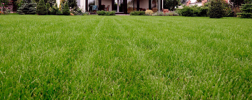 Lawn Strip
