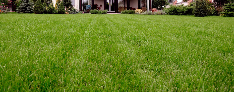 Why It's Essential for Florida Homeowners to Purchase Weed Control from a Professional Landscaper