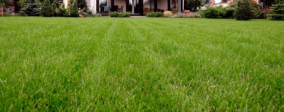 Lawn Strip