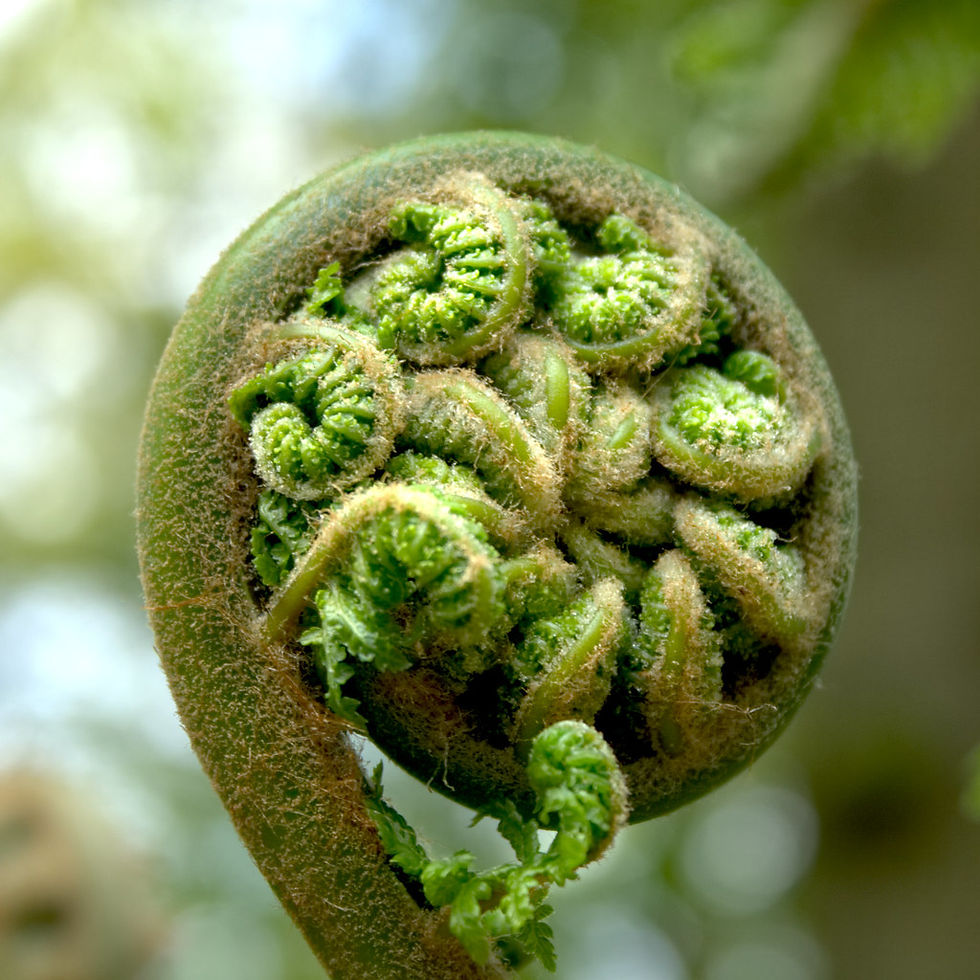 a fiddlehead fern about to unfurl