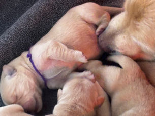 About the Golden Retriever