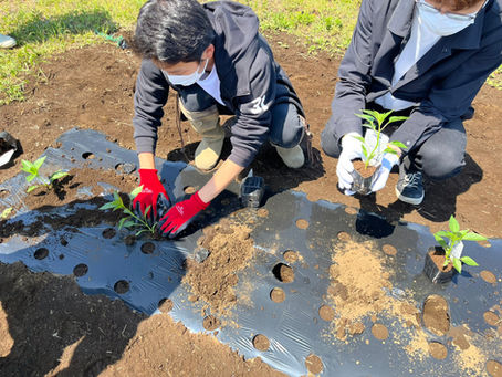 小平畑（５月）
