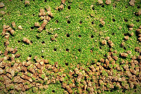 Pile of plugs of soil removed from sports field_edited.jpg
