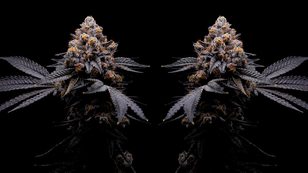 Zookies-4k.jpg