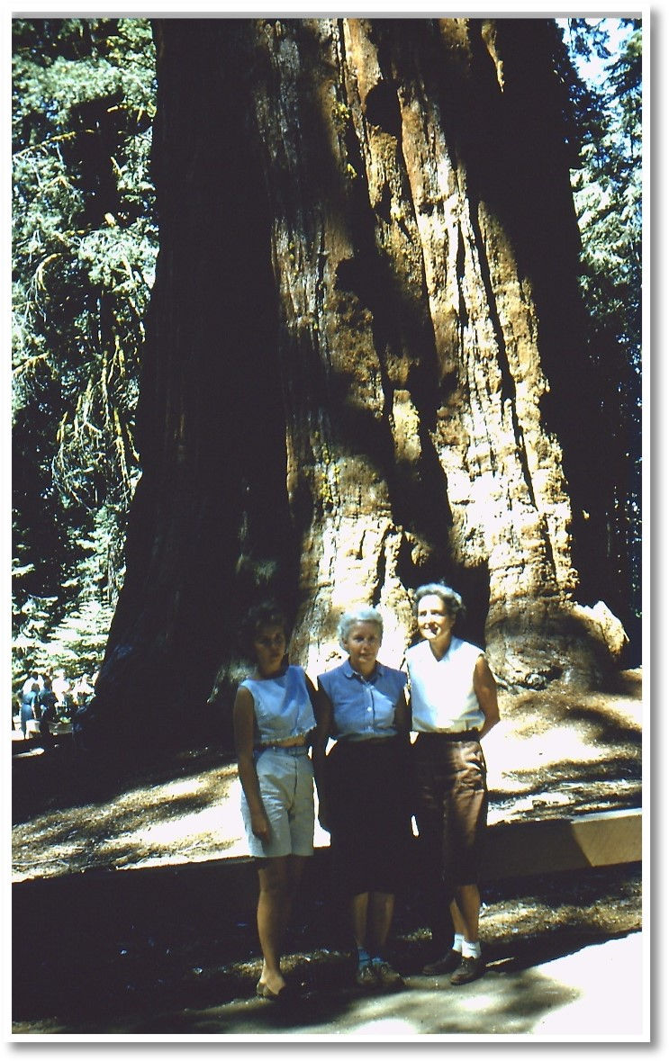 Bryndís and travelling companions in front of a sequoia tree. Image shared by author.