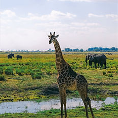 giraffe at chobe national park