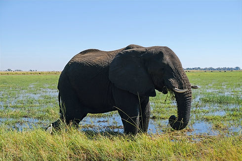 Huge elephant at Chobe National Park