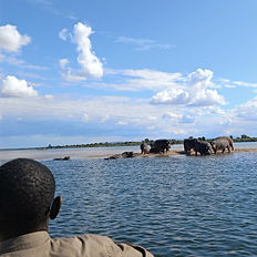 hippos at lower zambezi