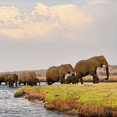 elephants at chobe, botswana