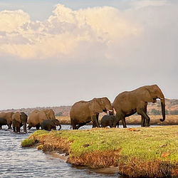 elephants at chobe, botswana