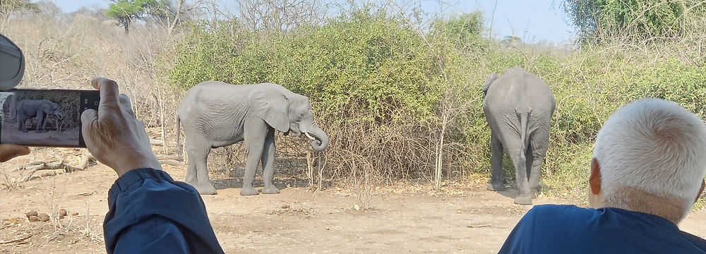 safari at chobe, botswana