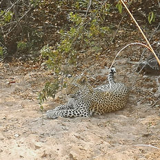 leopard at Kafue National Park