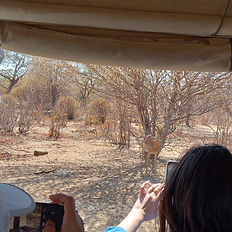 safari at chobe, botswana
