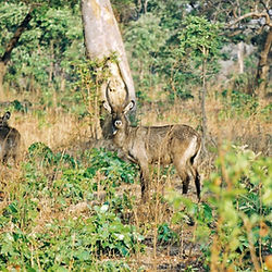 waterbuck at kafue national park
