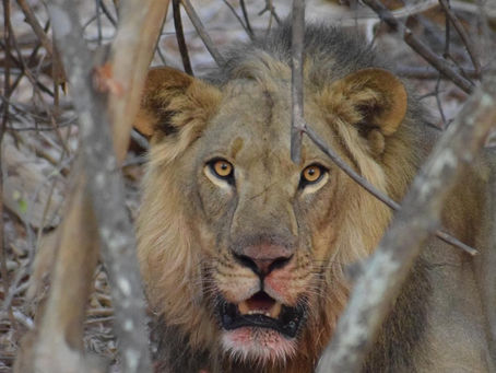 Safari in South Luangwa and beyond!