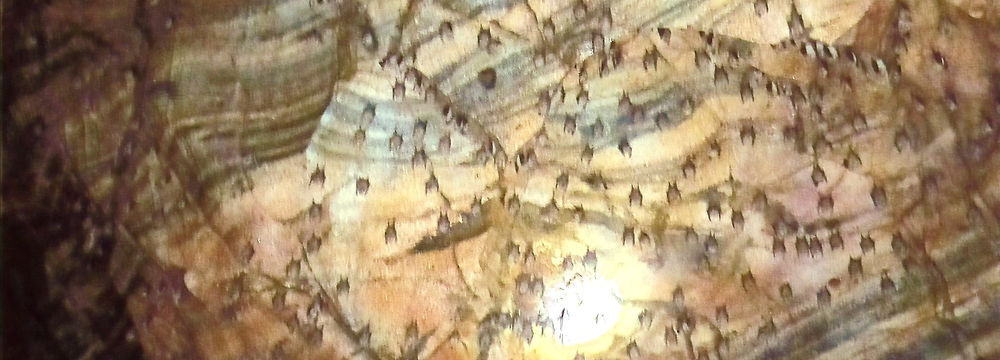 day tours from lusaka