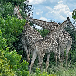 chobe safari by nate's african expeditions
