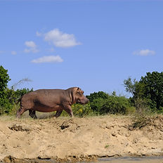 hippo at lower zambezi