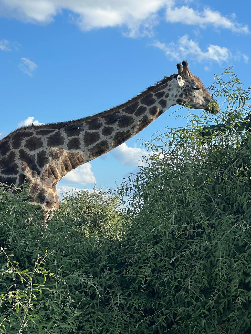 Nate's Zambian Safari