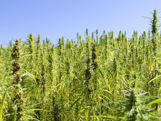 What is CBD (Cannabidiol) And What Does It Do?