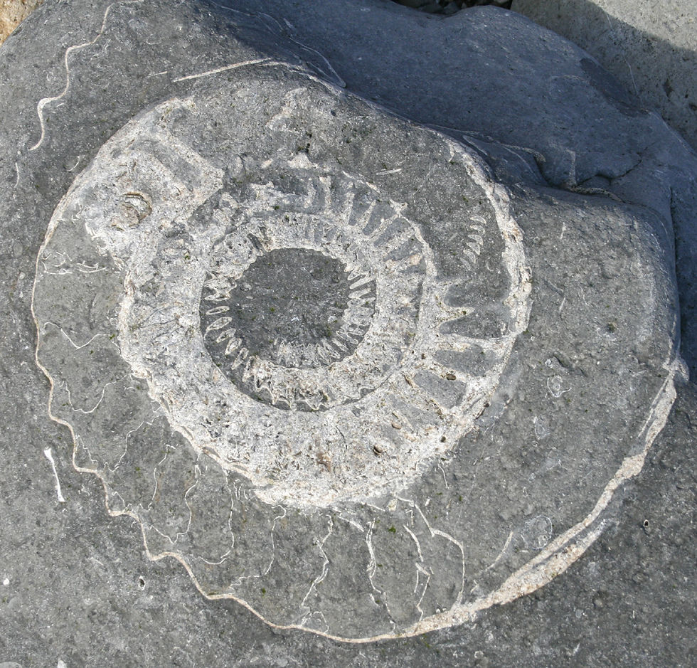 Thumbnail: Eroded ammonite fossil pattern