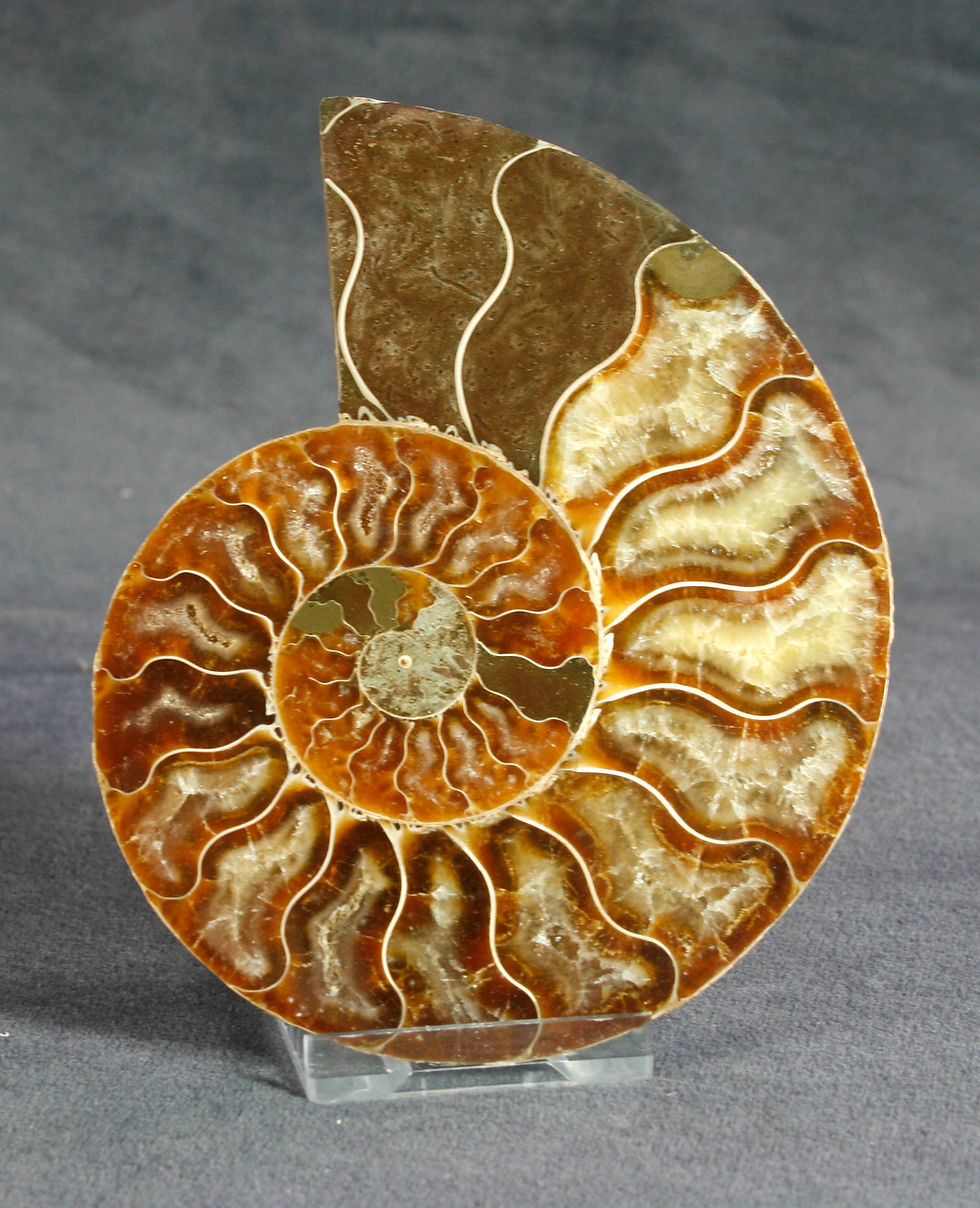 Thumbnail: Ammonite Pair (Medium)