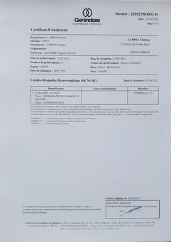 Résultat ADN HCM-MC indemne – Sheherezade reproductrice Maine Coon