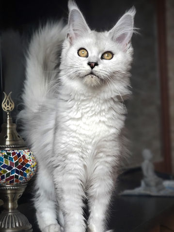 Curieuse femelle maine coon eleveur