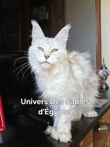 Femelle Maine Coon Univers PP Des Sables d’Égypte, robe black silver shaded