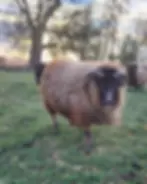 Tiny Tim