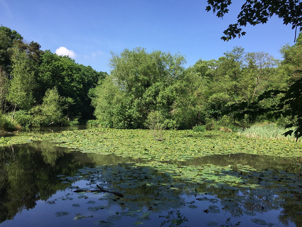 Millers Pond Sholing Valley.jpeg