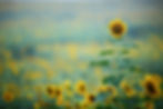 Sunflower2.jpg