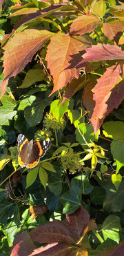 Muster- und Informationsgarten