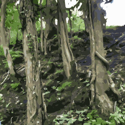 Ancient Forest.