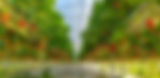 polytunnel